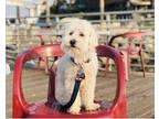 Adopt Marley a White - with Brown or Chocolate Maltipoo / Mixed dog in San Jose