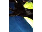 Adopt Pookie a Black (Mostly) American Shorthair / Mixed (medium coat) cat in