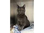 Adopt Fernando a Domestic Shorthair / Mixed cat in Quesnel, BC (39121296)