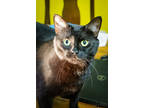 Adopt Marcie a All Black Domestic Shorthair / Domestic Shorthair / Mixed cat in