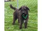 Adopt Luca a Schnauzer (Standard) / Poodle (Standard) / Mixed dog in Warren