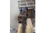 Adopt Royal a Black Cane Corso / Mixed dog in Spokane, WA (39121266)