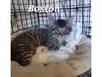 Adopt Boston a Gray or Blue Domestic Mediumhair / Domestic Shorthair / Mixed cat