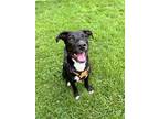 Adopt Mateo a Black Labrador Retriever / Mixed dog in Georgetown, DE (39098448)