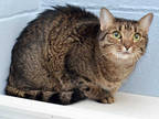 Adopt INDY a Brown Tabby Domestic Shorthair / Mixed (short coat) cat in Sanford
