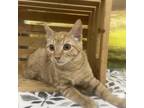 Adopt Manchester a Orange or Red Domestic Shorthair / Domestic Shorthair / Mixed