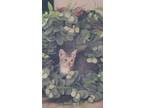 Adopt Lily a Gray, Blue or Silver Tabby Tabby / Mixed (medium coat) cat in