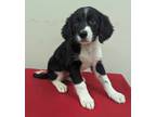 Adopt Cookies N Cream a Australian Shepherd / Mixed dog in Neillsville