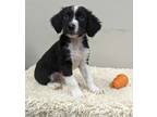 Adopt Rocky Road a Australian Shepherd / Mixed dog in Neillsville, WI (39120830)