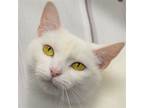 Adopt Spoons a White (Mostly) Turkish Angora / Mixed (short coat) cat in