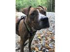 Adopt Rey a Boxer / Labrador Retriever / Mixed dog in Sechelt, BC (39111863)