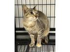 Adopt Alley a Calico or Dilute Calico Calico (medium coat) cat in Horseshoe