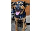 Adopt Big Mac a Black German Shepherd Dog / Mixed dog in Burlington