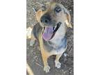 Adopt Marla a Brown/Chocolate Bloodhound / Mixed dog in Cumming, GA (39120712)