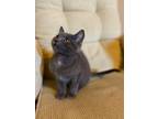 Adopt Slate a Gray or Blue Domestic Shorthair / Domestic Shorthair / Mixed cat