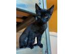 Adopt Vail a All Black Domestic Shorthair / Domestic Shorthair / Mixed cat in