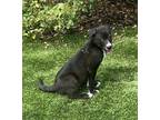 Adopt Marteen a Black - with White Border Collie / Mixed dog in Escondido