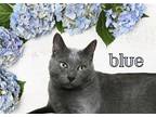 Adopt Blue a Gray or Blue Russian Blue / Mixed (short coat) cat in DFW