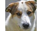 Adopt Bennett a White - with Tan, Yellow or Fawn Anatolian Shepherd / Mixed dog