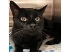 Adopt Erlingen A All Black Domestic Longhair / Mixed Cat In Taos, NM (39120625)