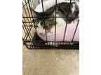 Adopt Precious a Black & White or Tuxedo Maine Coon / Mixed (long coat) cat in