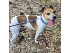 Adopt Milo a White - with Tan, Yellow or Fawn Jack Russell Terrier / Mixed dog