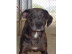 Adopt Jigsaw a Black - with Brown, Red, Golden, Orange or Chestnut Catahoula