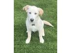 Adopt Toby a White - with Tan, Yellow or Fawn Golden Retriever / Mixed dog in