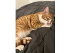 Adopt Charlie & Cleo a Orange or Red Tabby Abyssinian / Mixed (short coat) cat