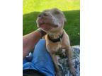 Adopt Blue a Tan/Yellow/Fawn - with White American Pit Bull Terrier / Mixed dog