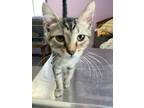 Adopt Tiger a Gray or Blue Domestic Shorthair / Domestic Shorthair / Mixed cat