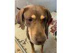 Adopt Lacey a Brown/Chocolate - with Tan Hound (Unknown Type) / Mixed dog in