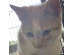 Adopt Blaze a Orange or Red Domestic Shorthair / Mixed cat in Montgomery