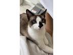 Adopt Indie a Black & White or Tuxedo Siamese / Mixed (medium coat) cat in