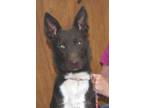 Adopt Pogo a Black - with White Australian Shepherd / Mixed dog in Silver City