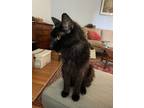 Adopt Captain Jack a All Black Turkish Angora / Mixed (long coat) cat in