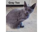 Adopt Gray Too a Gray or Blue Russian Blue (short coat) cat in Porter