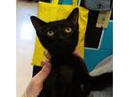Adopt Annie a All Black Domestic Shorthair / Mixed cat in Ardmore, OK (39120298)