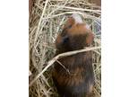 Adopt Bandita a Black Guinea Pig / Guinea Pig / Mixed small animal in Irving