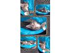 Adopt Tiger-Twin 1of2 a Spotted Tabby/Leopard Spotted Tabby / Mixed (short coat)