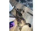 Adopt Maverick a Tiger Striped Domestic Longhair / Mixed (medium coat) cat in