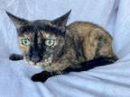 Adopt Caiche a All Black Domestic Shorthair / Domestic Shorthair / Mixed cat in