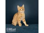 Adopt Javier a Orange or Red Tabby Domestic Shorthair / Mixed (short coat) cat