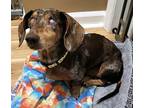 Adopt Winston a Dachshund / Mixed dog in Greensboro, NC (39119916)