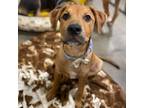 Adopt Spot a Tan/Yellow/Fawn - with Black Catahoula Leopard Dog / Labrador