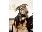 Adopt Tank a Black - with Tan, Yellow or Fawn Catahoula Leopard Dog / Labrador