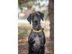 Adopt Panda a Pointer / Catahoula Leopard Dog / Mixed dog in Gillette