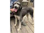Adopt Cherie a Gray/Blue/Silver/Salt & Pepper Poodle (Standard) / Mixed dog in