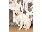 Adopt Callie a White Australian Shepherd / Labrador Retriever / Mixed dog in