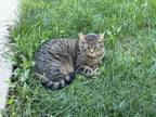 Adopt Jedi a Tan or Fawn Tabby American Shorthair / Mixed (short coat) cat in